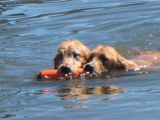 What dogs do given1/2 the chance (at Big Bear)