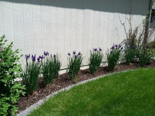 The iris bloomed their first year.