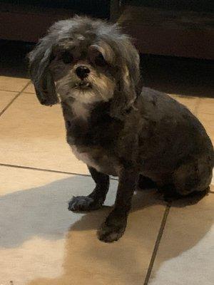 This is a photo of the "Mop" after his groom while he was waiting for his mommy to pick him up