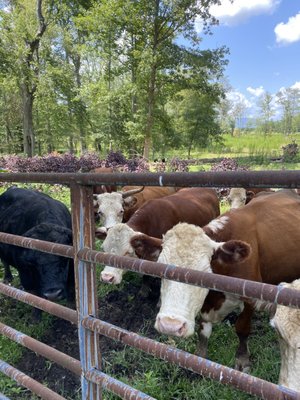 Feeding the heifers