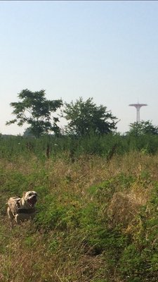 Field, great for trekking.