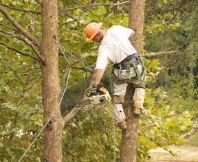 Tree Trimming & Pruning