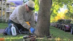 Tree Injections are far more effective than traditional soil treatments of foliage sprays...