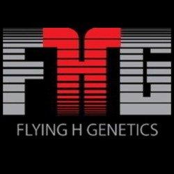 Flying H Genetics