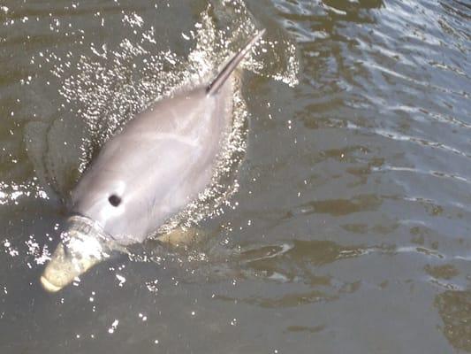 A dolphin appeared right at the dock as we were setting out!