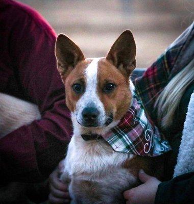 They personalized Copper and Charlie's bandannas!