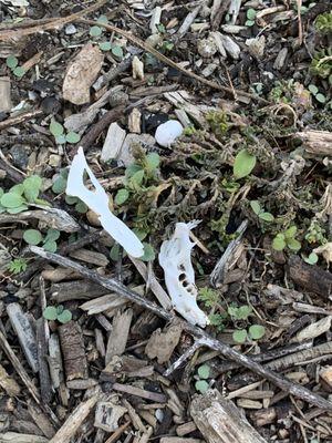 12/19/19 - Barn Owl Nesting Box Occupied in Laguna Hills - Rodent bones close up.