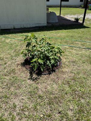 Gardening