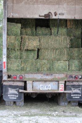 Beautiful green hay from Canada!