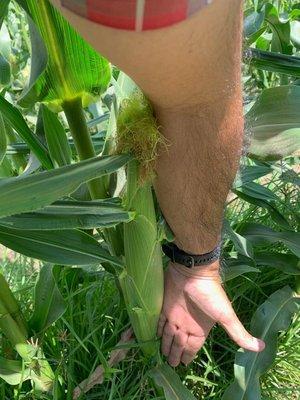 Size of our Sweet Corn / Tamano de nuestro Elote Dulce