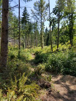 Mountain bike trails at the new Night Owl Cycling property on Epic Place.