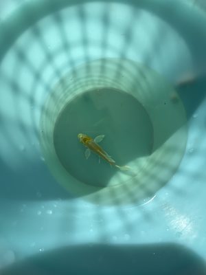 3inch butterfly koi