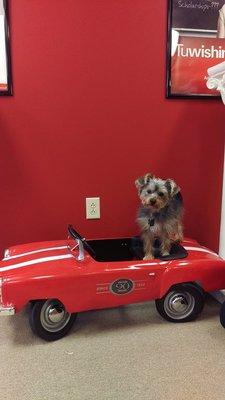 Puppies love our State Farm car!