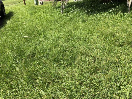 Tall grass for rattlesnakes to slither through.  The rest of the homes are Mowed very short.