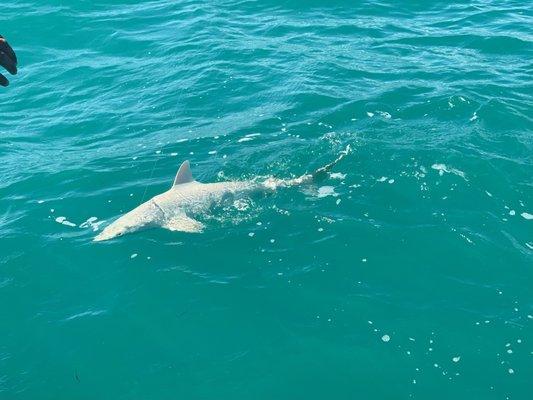 We caught 4 shark on our trip. Big fight.