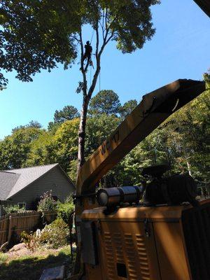 Maple tree removal