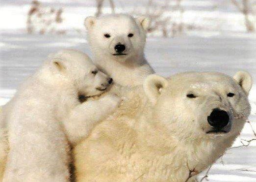 Polar Bears in Churchill, Manitoba, Canada