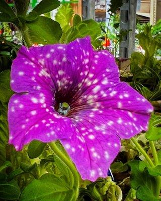 Night Sky Petunias  May 2022