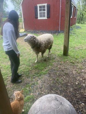 Really big sheep