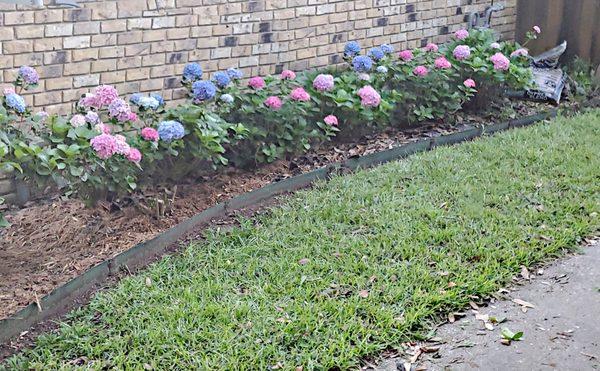 Hydrangea survivors of severe vine strangulation after a rescue mission with tiny scissors!