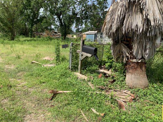 Weeds and trash at 119 Sylvester Rd