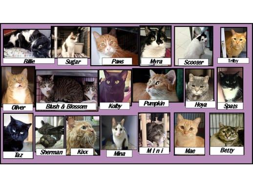 Some of the many kitties available for adoption as of December 2015