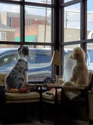 These two adorable "doodle" dogs (one is grey and the other is a golden cream Aussie) hold court at The Grind. You can't miss 'em!