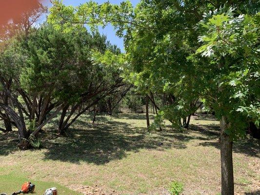 Overgrown backyard cleaned out