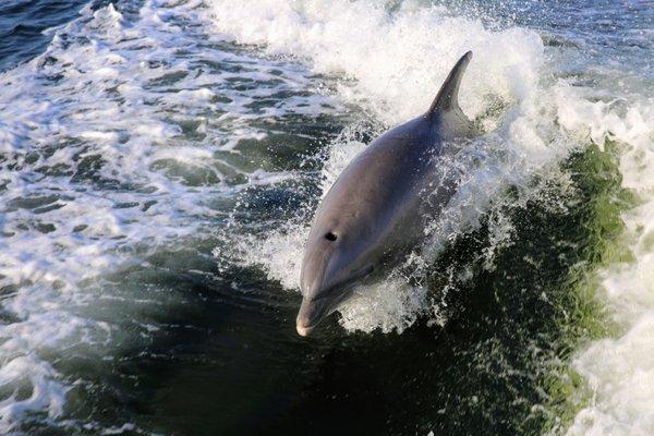 Dolphin Cruise