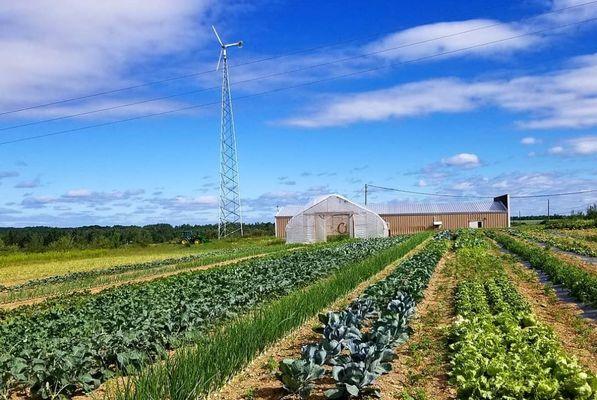 Micmac Farms fields are chemical free!