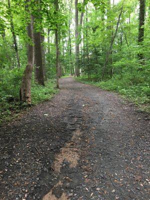 Wooded trail bordering a residential area.