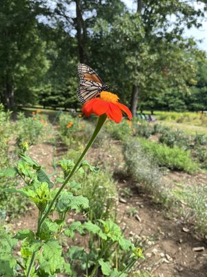 Butterfly on flower