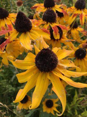 Flowers to great you at the visitor center