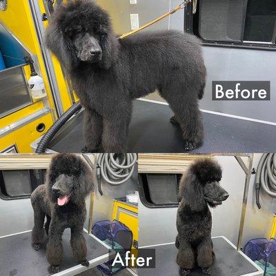 Puppy St Poodle with a bell bottom clip and a natural top knot.