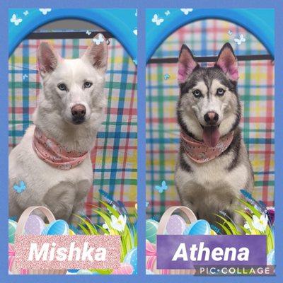 My girls Mishka & Athena