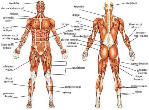 Muscular system