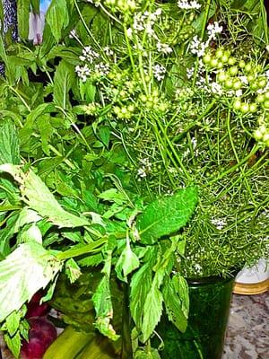 minty mint : cilantro flowers :