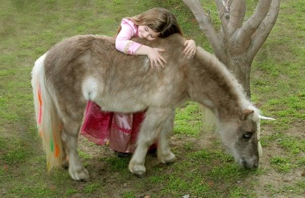 Stunning mini horse photoshoots