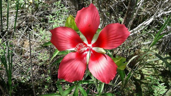 Flowers!