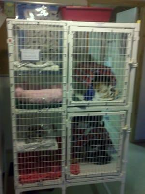 Cali's Spay Neuter Clinic