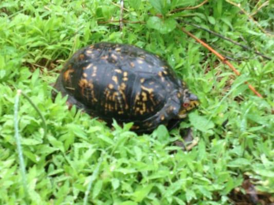 Found this little guy on the trail in Oak Hill Park