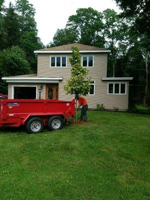 Planting a Varigated Maple, sometimes known as a Harlequin tree. We use an amazing nursery for all of our trees.