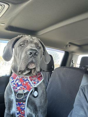 Ghilly is our Cane Corso.