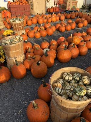 Pumpkins!