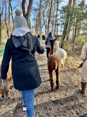 Alpaca hike