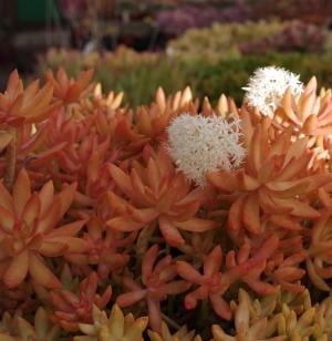 SEDUM N.