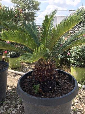 Sago Palm.