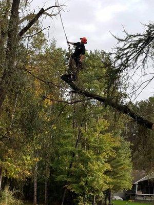 Rigging out a Willow tree