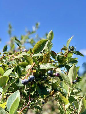 Gile Blueberry Farms