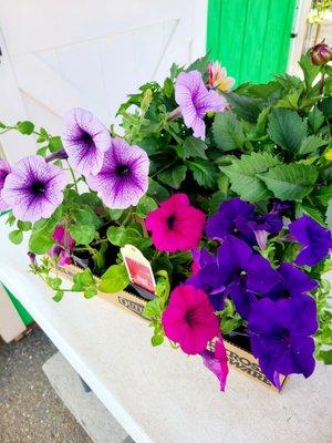 Petunias